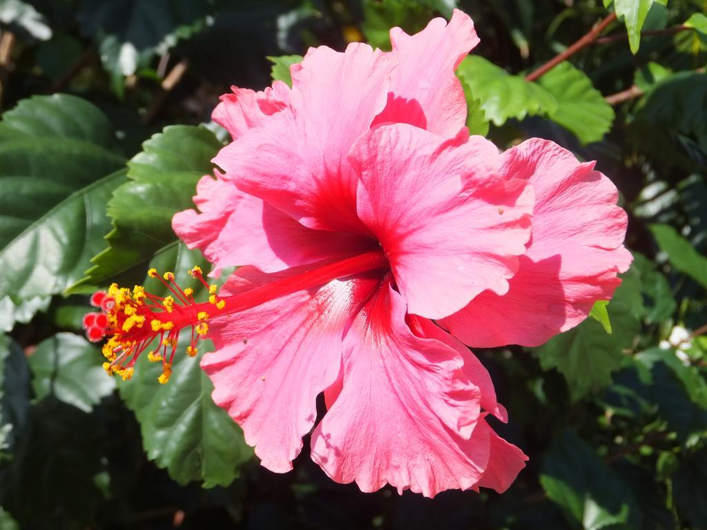 Pimento Lodge Resort Port Antonio Bagian luar foto