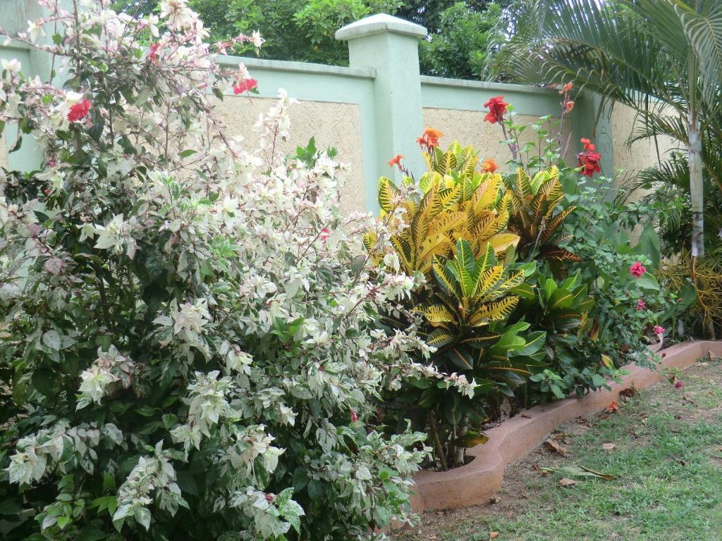 Pimento Lodge Resort Port Antonio Ruang foto