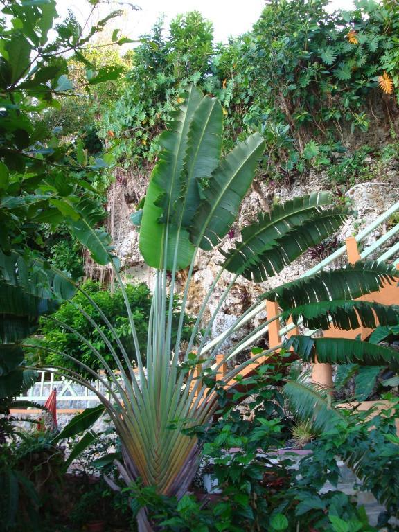 Pimento Lodge Resort Port Antonio Bagian luar foto